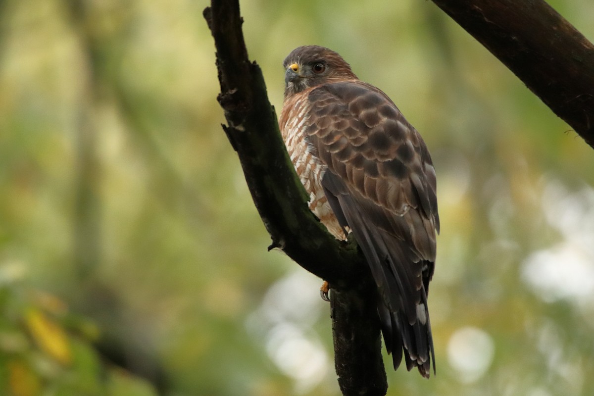 Broad-winged Hawk - ML642168453