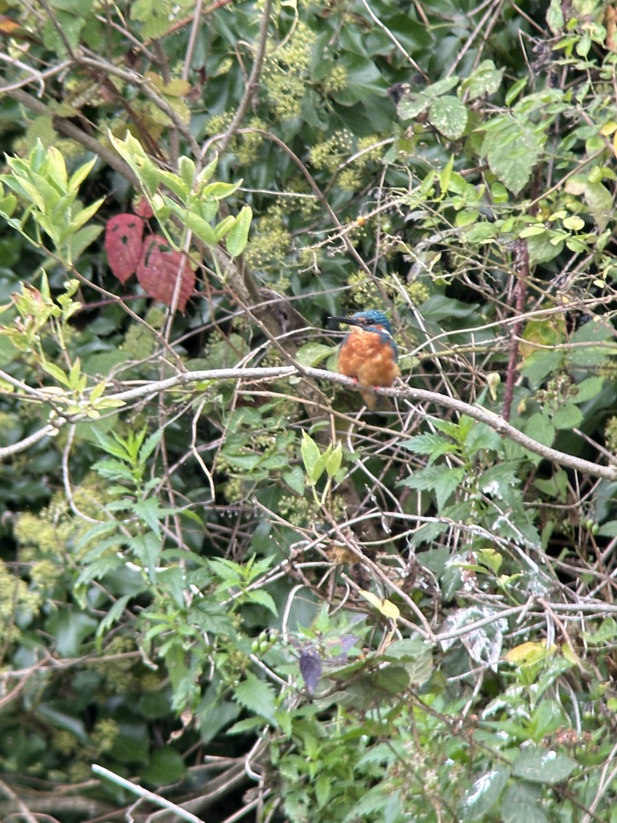 Common Kingfisher - ML642168455