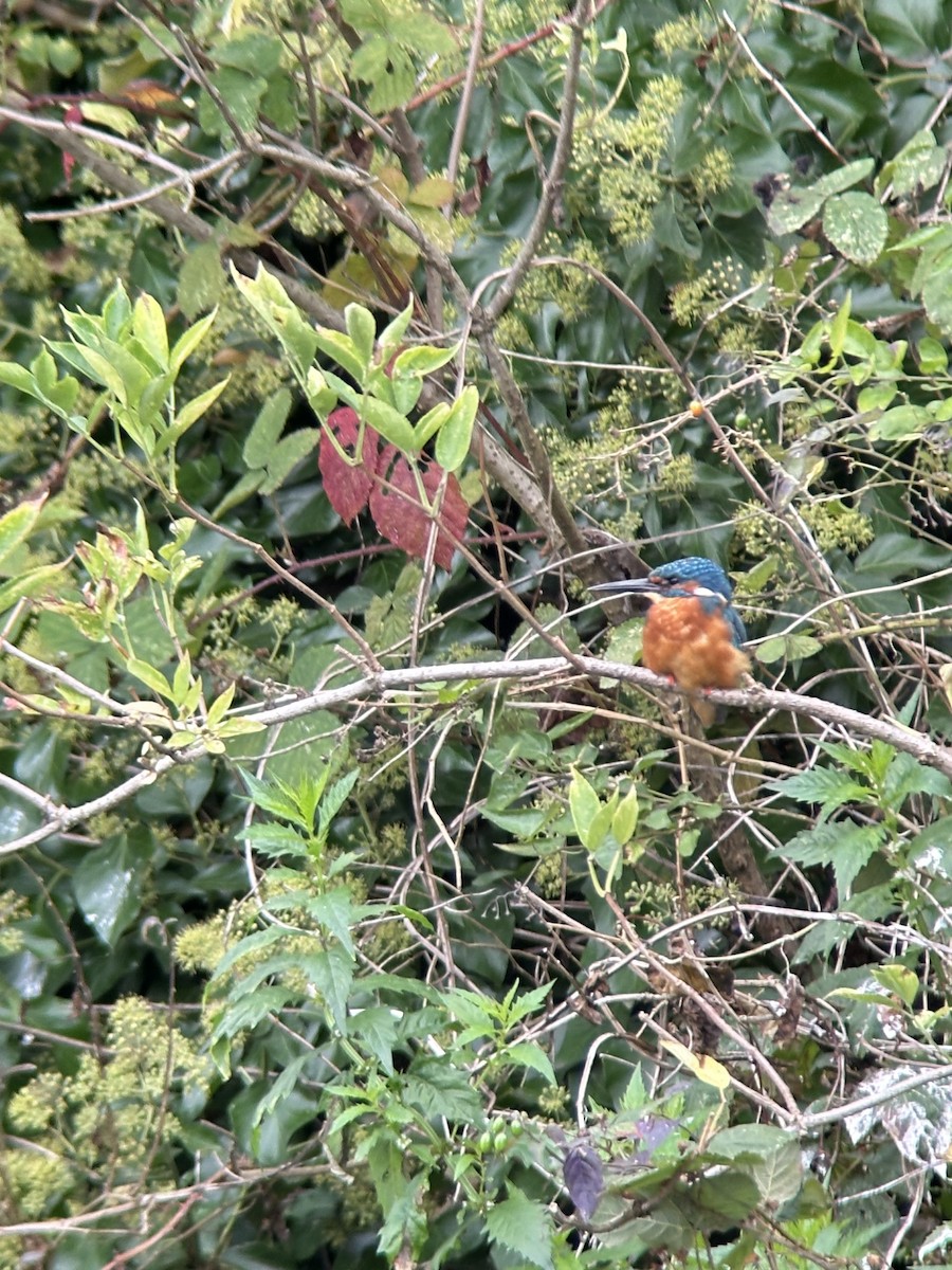 Common Kingfisher - ML642168456