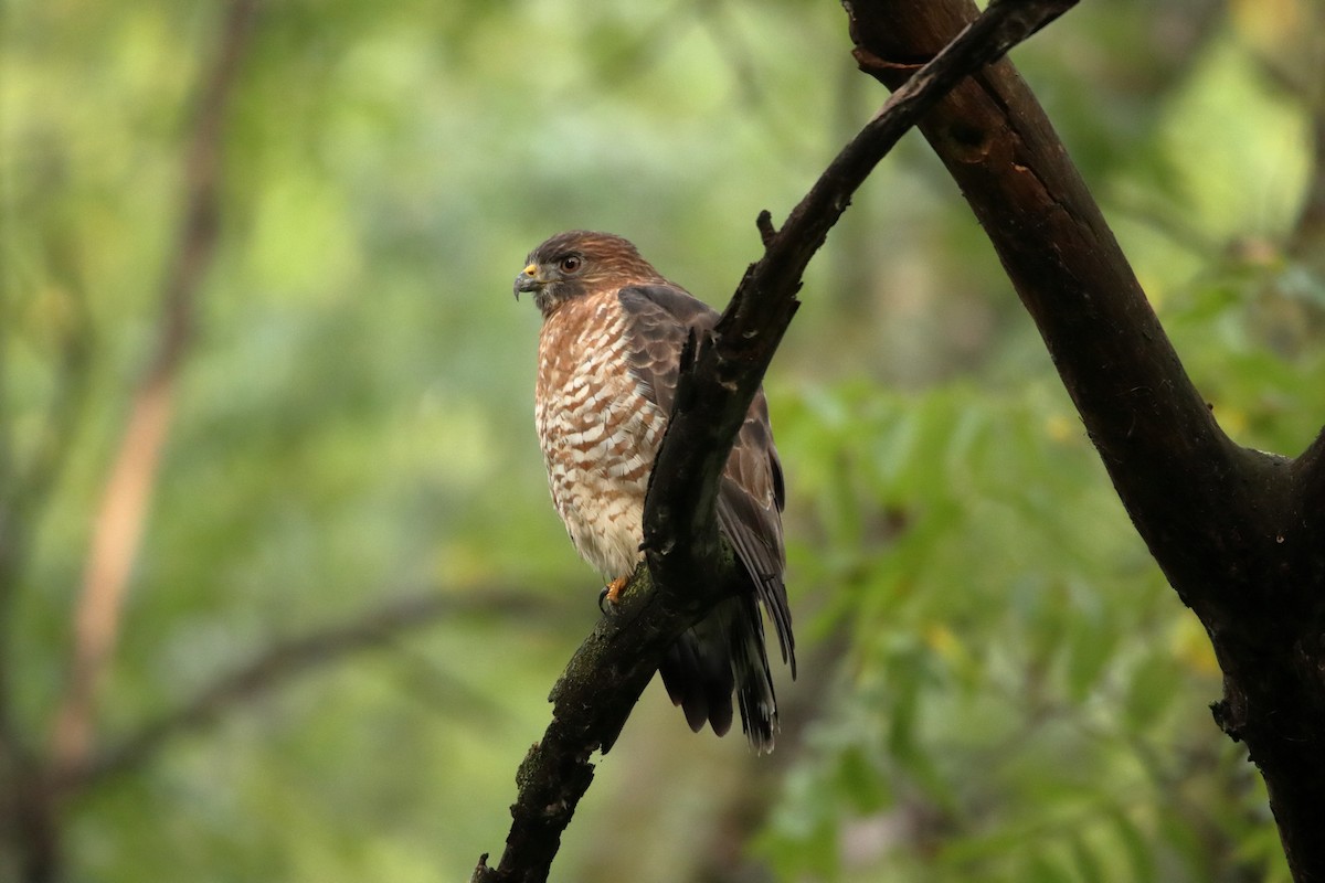 Broad-winged Hawk - ML642168458