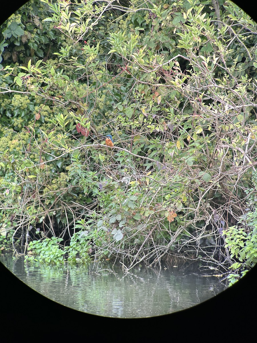 Common Kingfisher - ML642168459