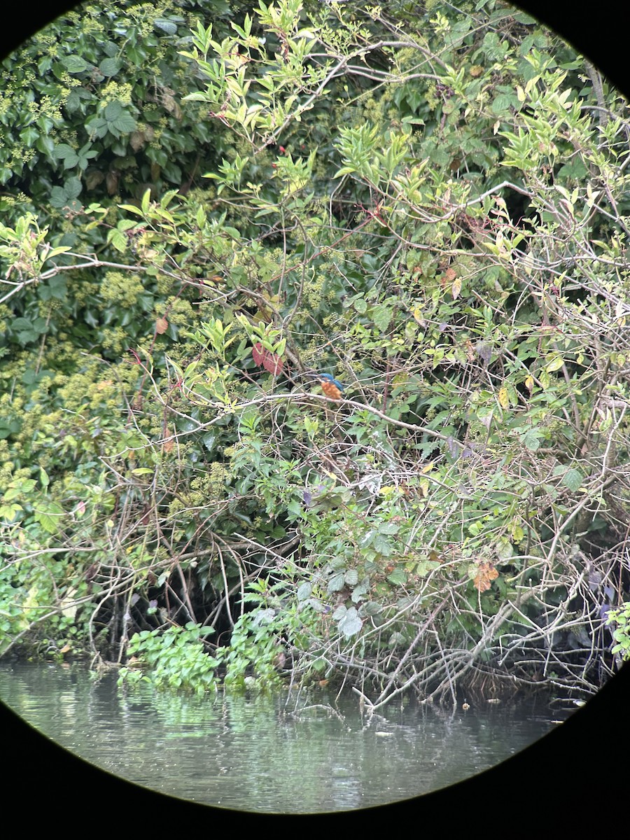 Common Kingfisher - ML642168460