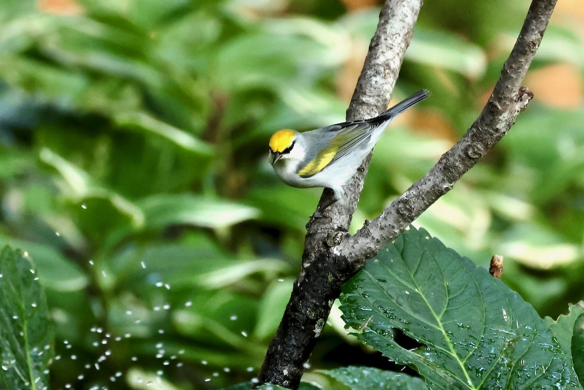 Goldflügel- x Blauflügel-Waldsänger (F1-Hybrid) - ML642168461