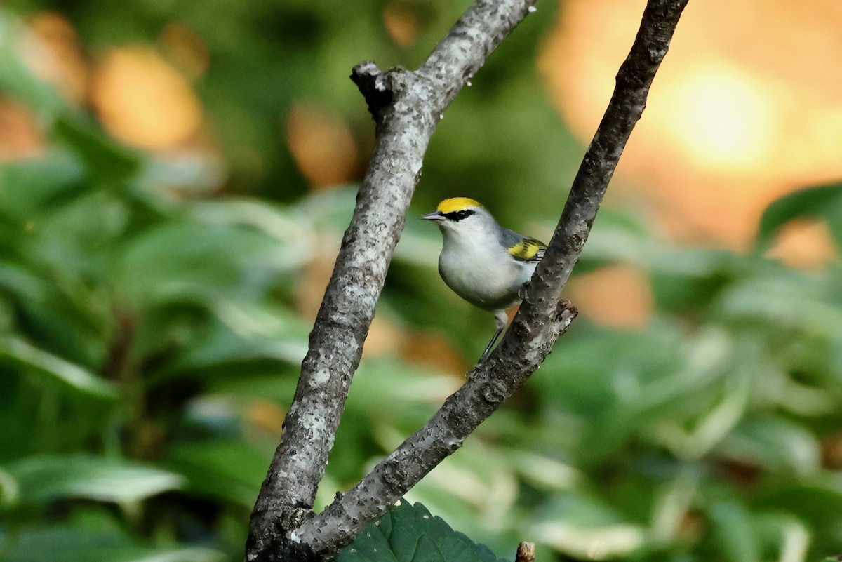 Goldflügel- x Blauflügel-Waldsänger (F1-Hybrid) - ML642168462