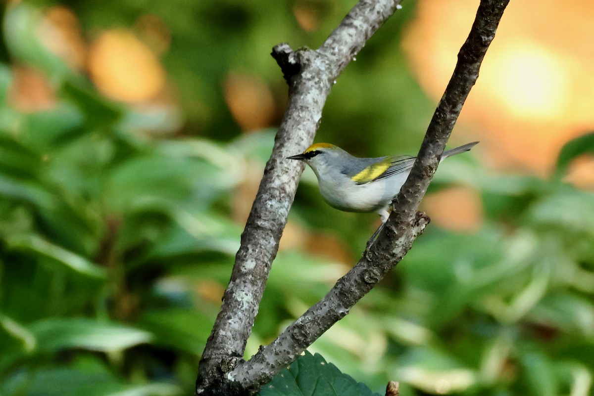 Goldflügel- x Blauflügel-Waldsänger (F1-Hybrid) - ML642168463