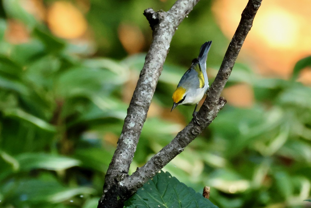 Goldflügel- x Blauflügel-Waldsänger (F1-Hybrid) - ML642168464