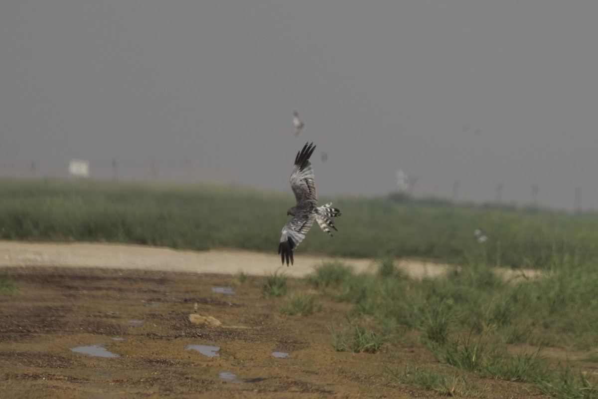 Montagu's Harrier - ML642168465