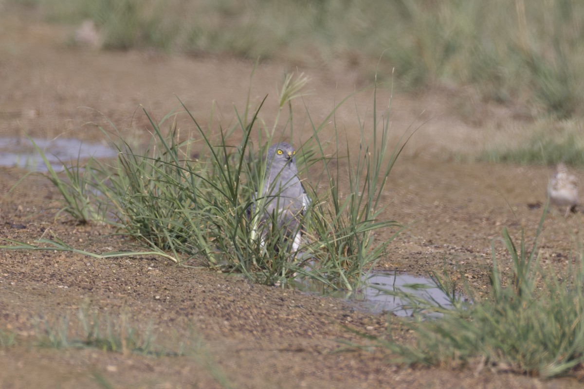 Montagu's Harrier - ML642168467