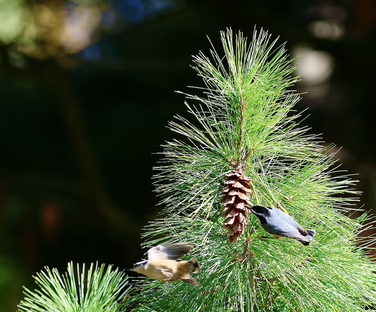 Red-breasted Nuthatch - ML642168471
