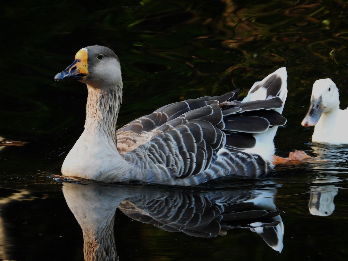 Domestic goose sp. (Domestic type) - ML642168472