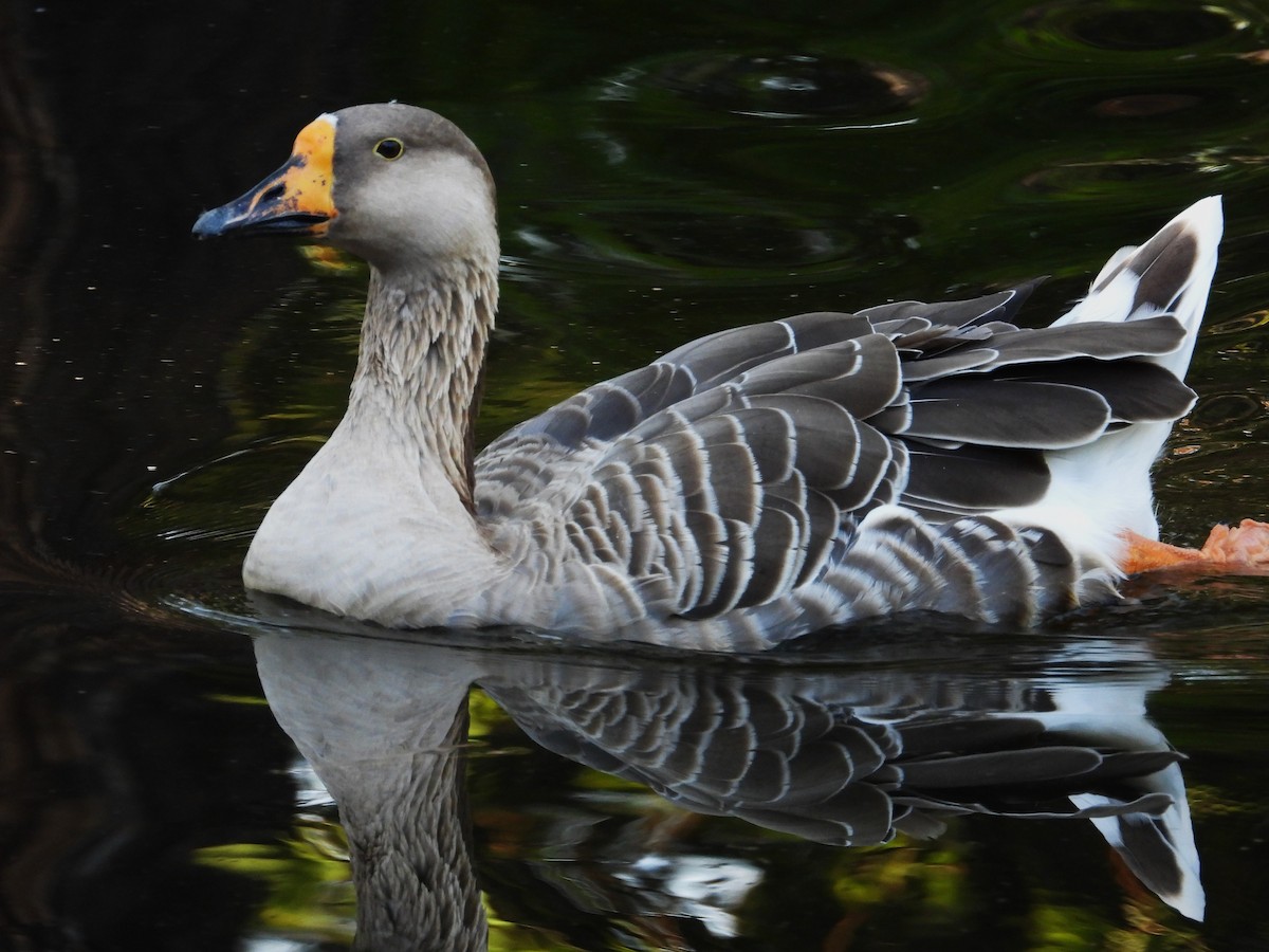Domestic goose sp. (Domestic type) - ML642168473
