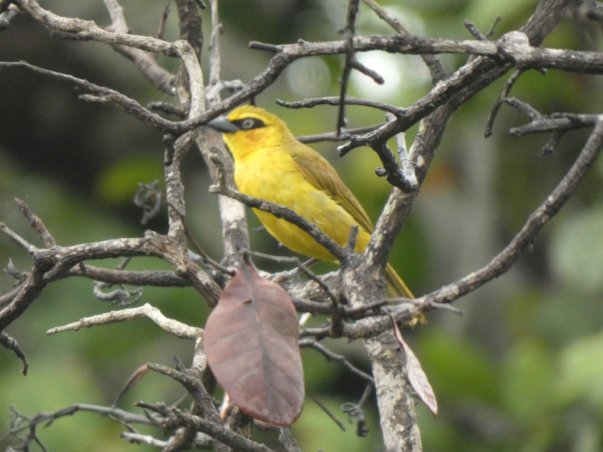 Olive-naped Weaver - ML642168475