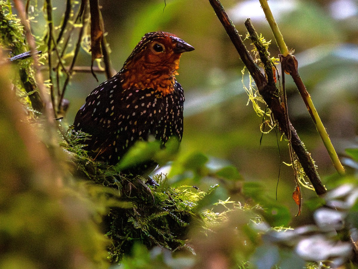 Ocellated Tapaculo - ML642168476