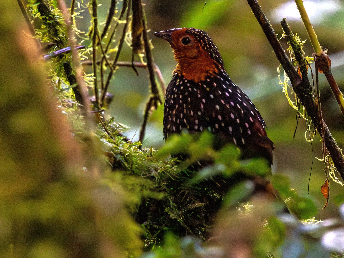 Ocellated Tapaculo - ML642168477