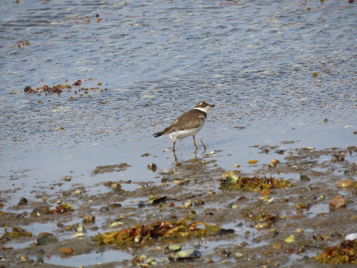 Semipalmated Plover - ML642168481