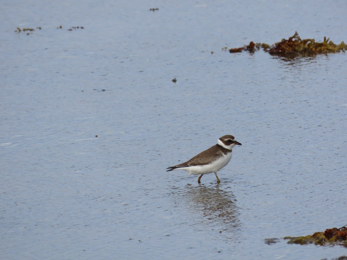 Semipalmated Plover - ML642168482