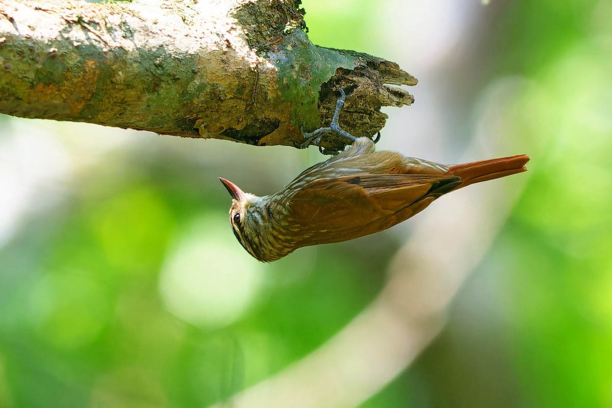 Streaked Xenops - ML642168483