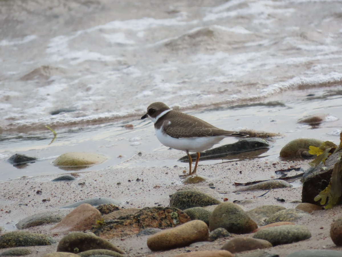 Semipalmated Plover - ML642168484