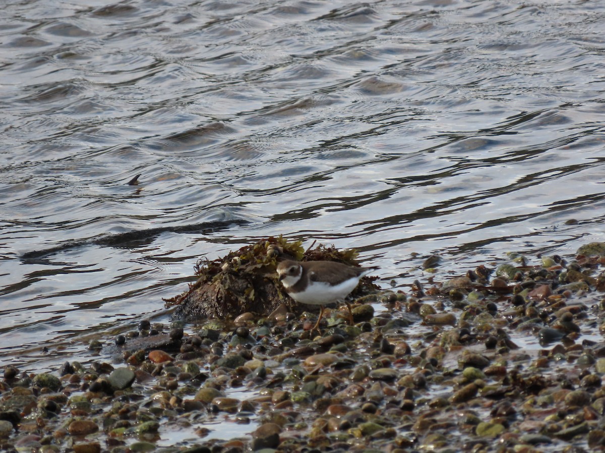 Semipalmated Plover - ML642168485