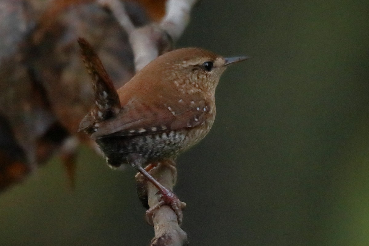 Winter Wren - ML642168486