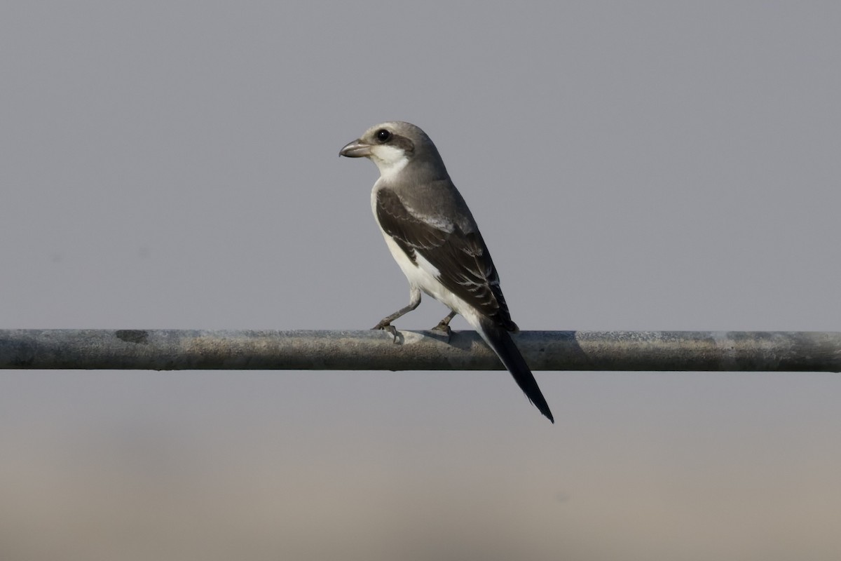 Lesser Gray Shrike - ML642168488