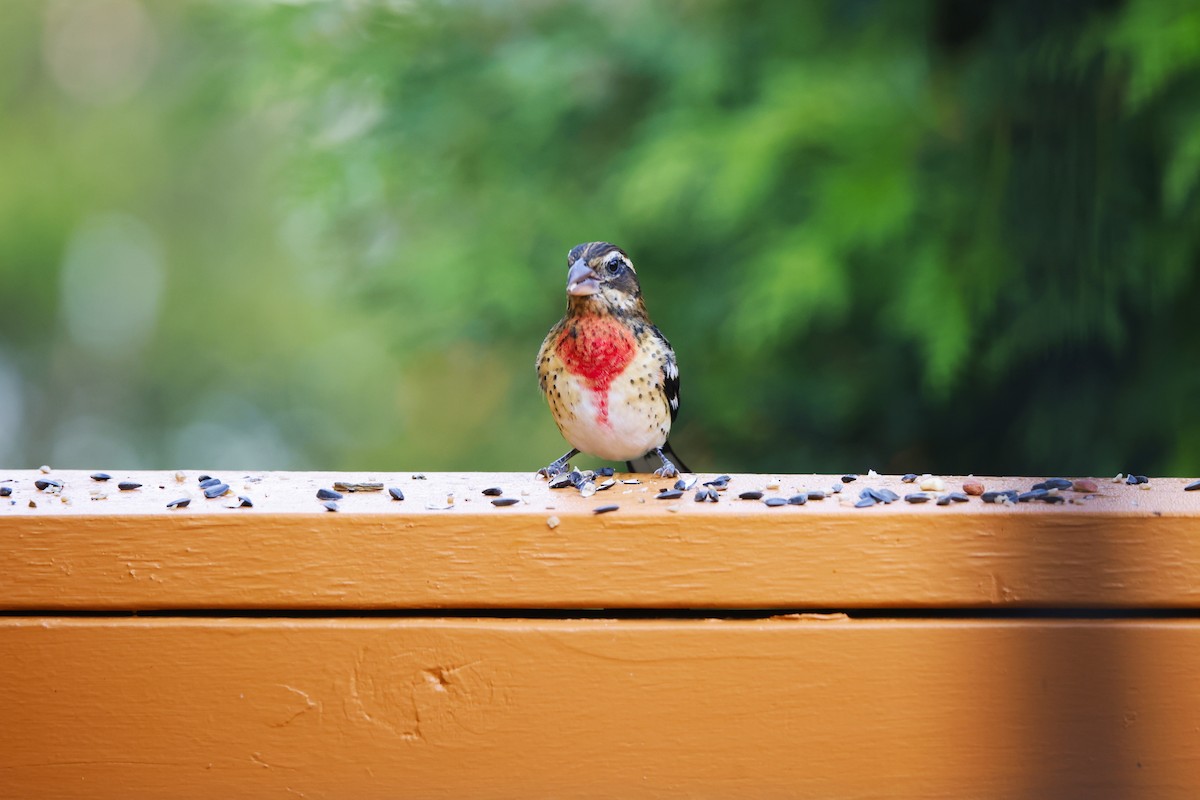 Rose-breasted Grosbeak - ML642168490