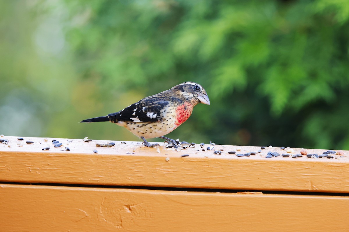 Rose-breasted Grosbeak - ML642168491