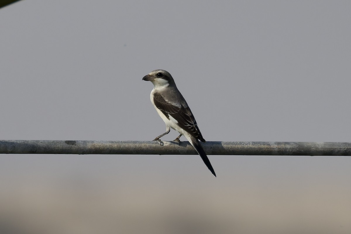 Lesser Gray Shrike - ML642168492