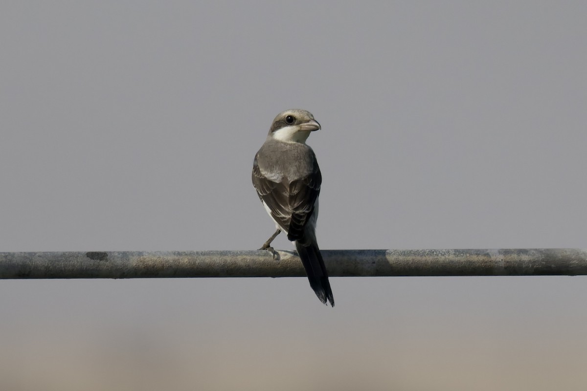 Lesser Gray Shrike - ML642168493