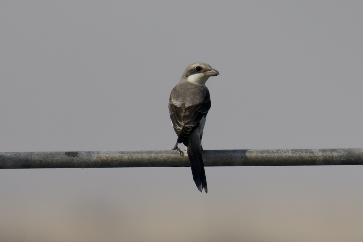 Lesser Gray Shrike - ML642168499