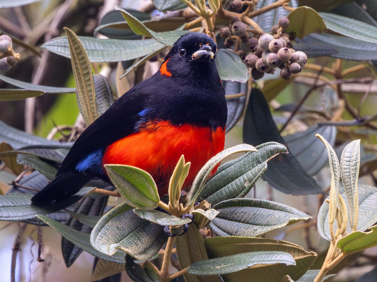 Scarlet-bellied Mountain Tanager (Scarlet-bellied) - ML642168505