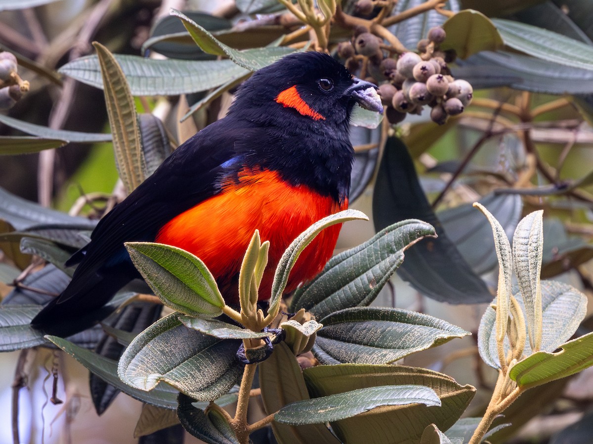 Scarlet-bellied Mountain Tanager (Scarlet-bellied) - ML642168506