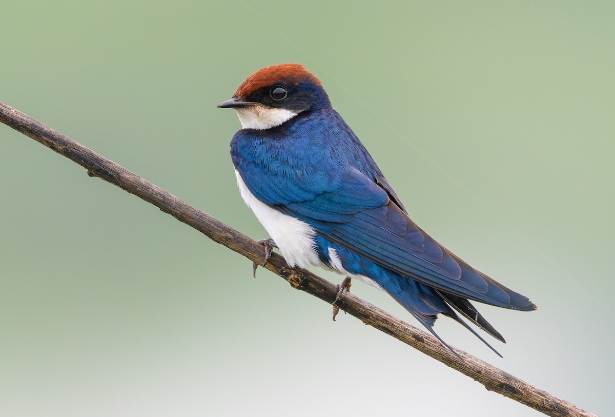 Wire-tailed Swallow - ML642168510