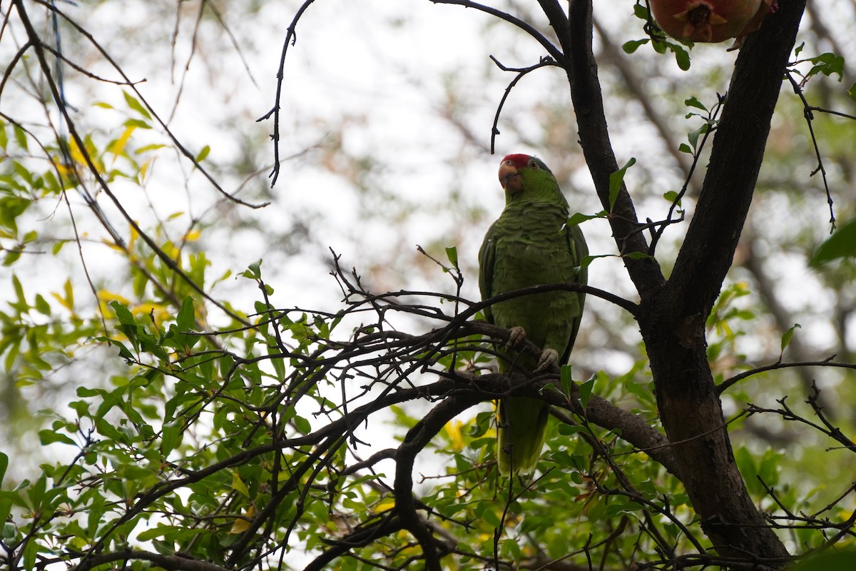 Red-crowned Amazon - ML642168528