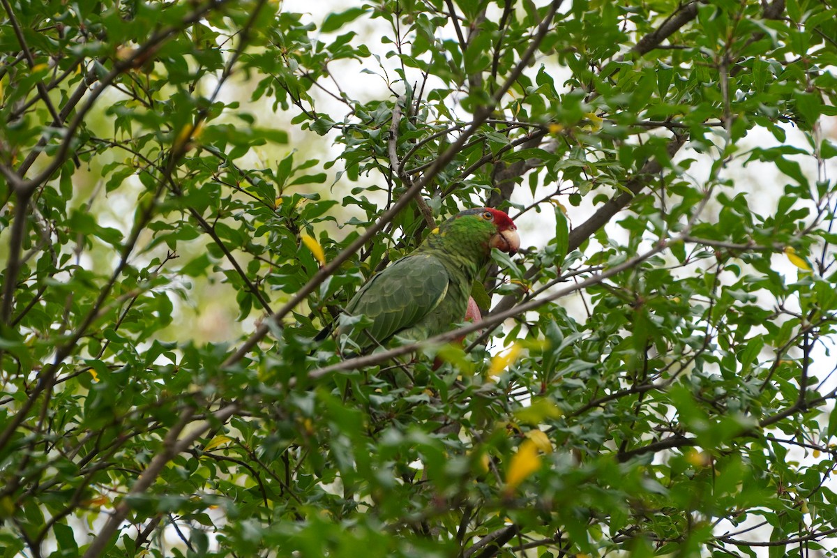 Red-crowned Amazon - ML642168529