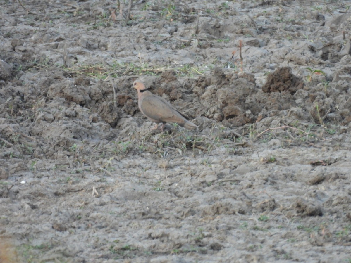 Red-eyed Dove - ML642168532
