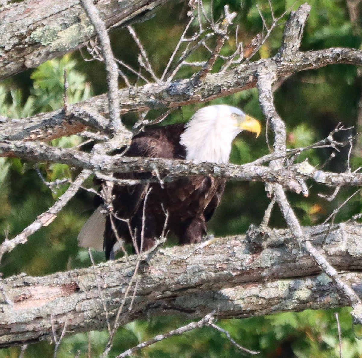 Bald Eagle - ML642168534