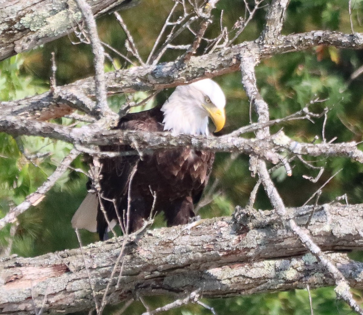 Bald Eagle - ML642168538