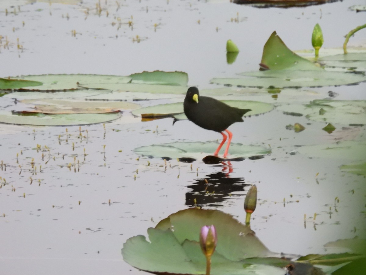 Black Crake - ML642168540