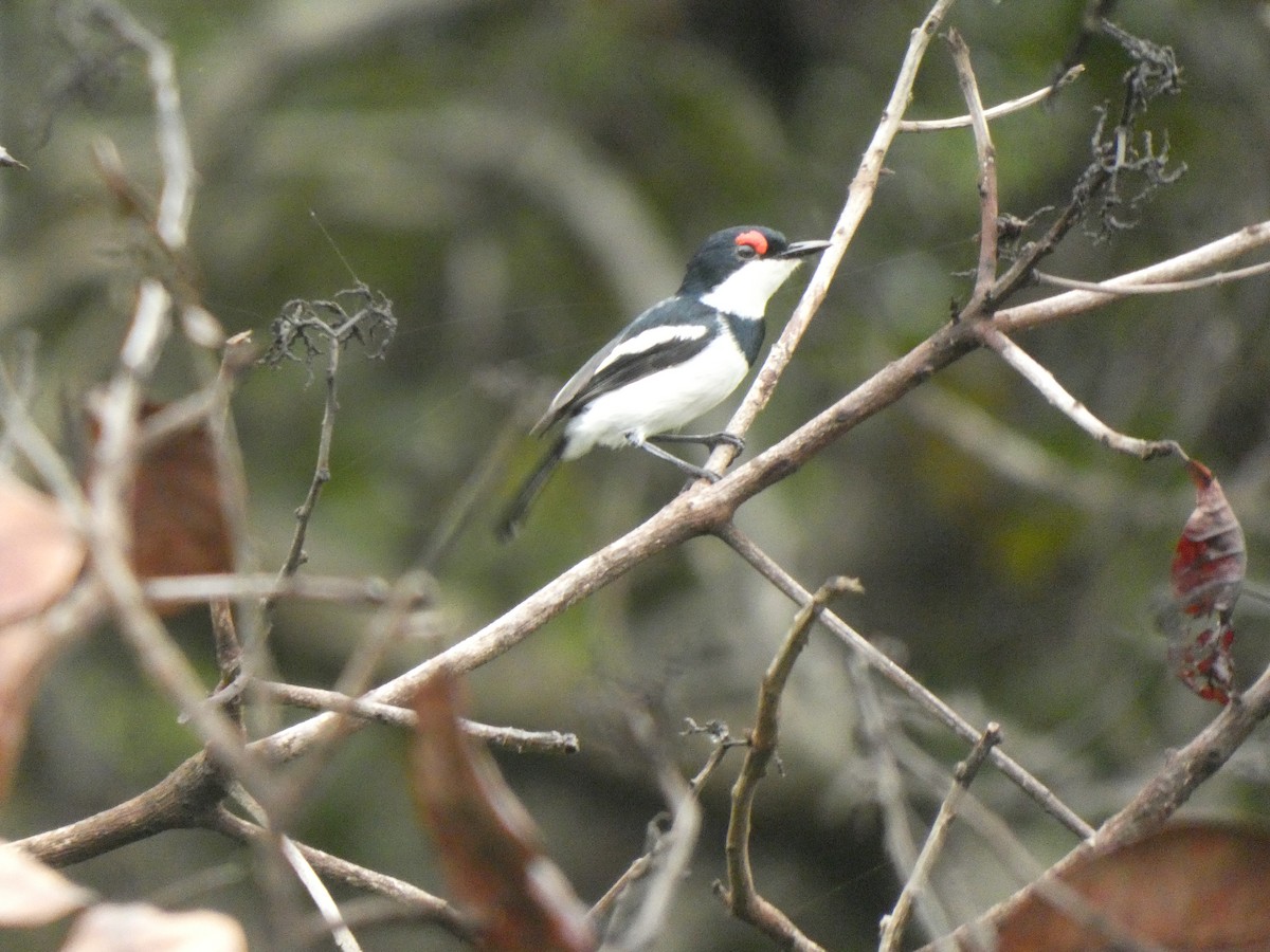 Brown-throated Wattle-eye - ML642168551