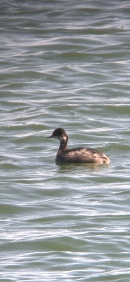 Eared Grebe - ML642168554