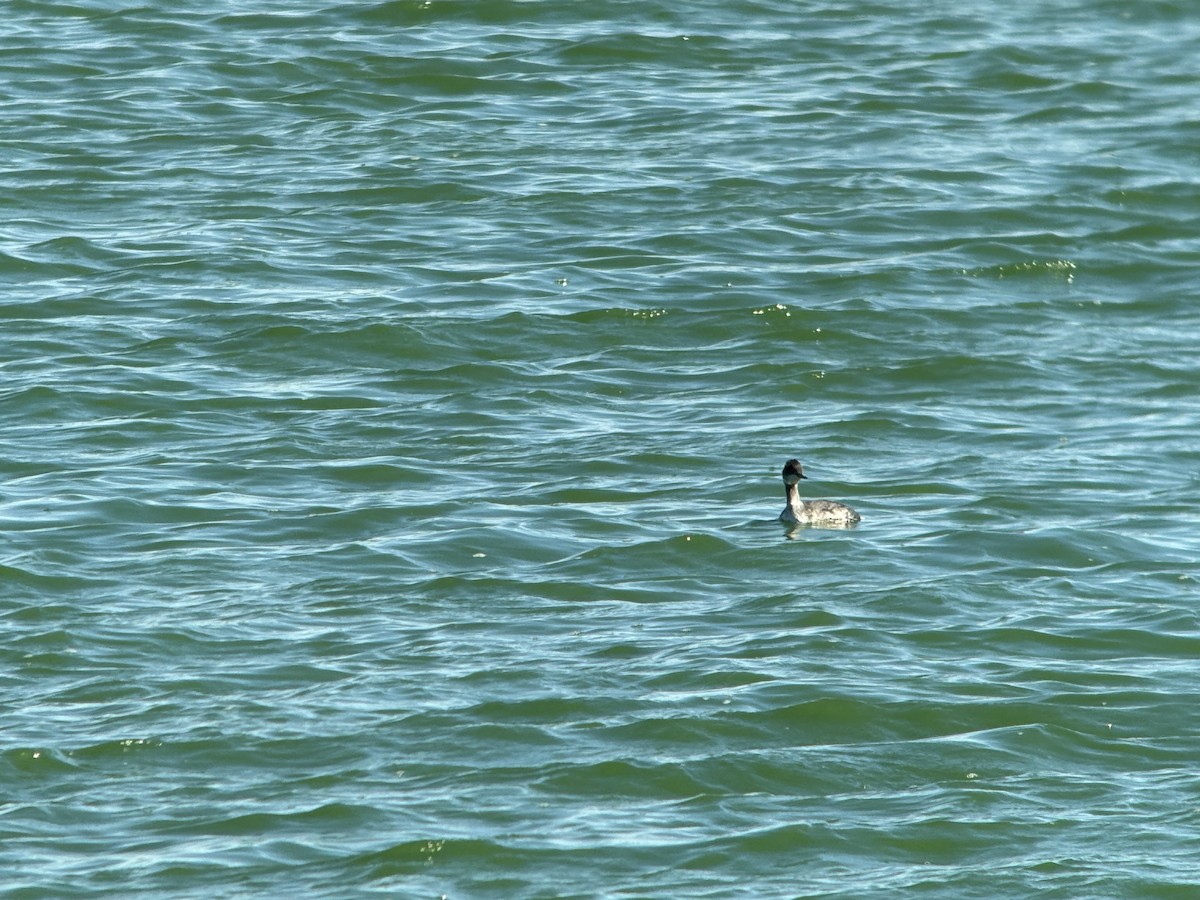 Eared Grebe - ML642168555