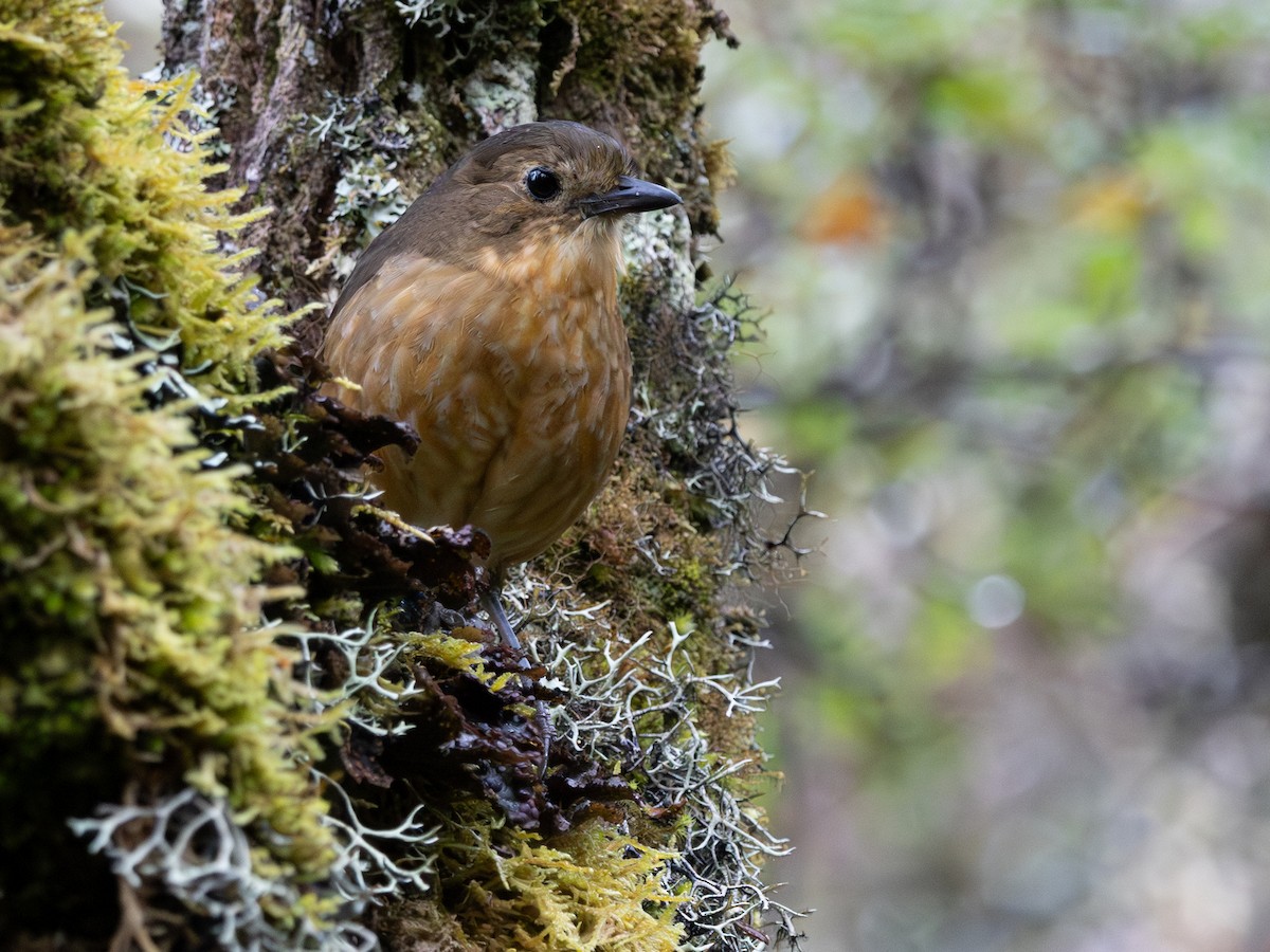 Tawny Antpitta - ML642168602