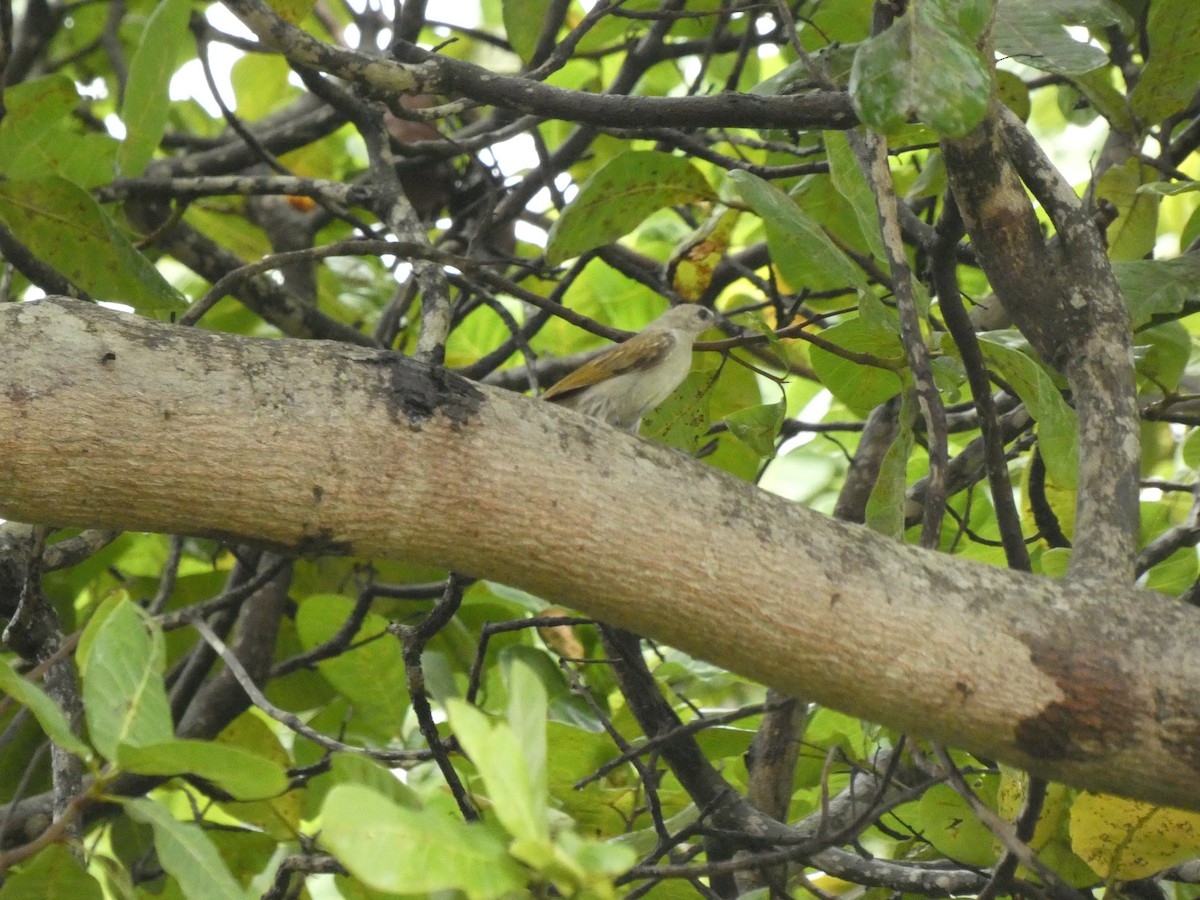 Lesser Honeyguide - ML642168609