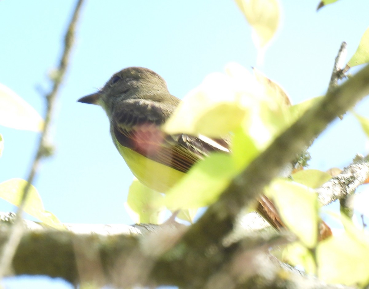 Great Crested Flycatcher - ML642168613