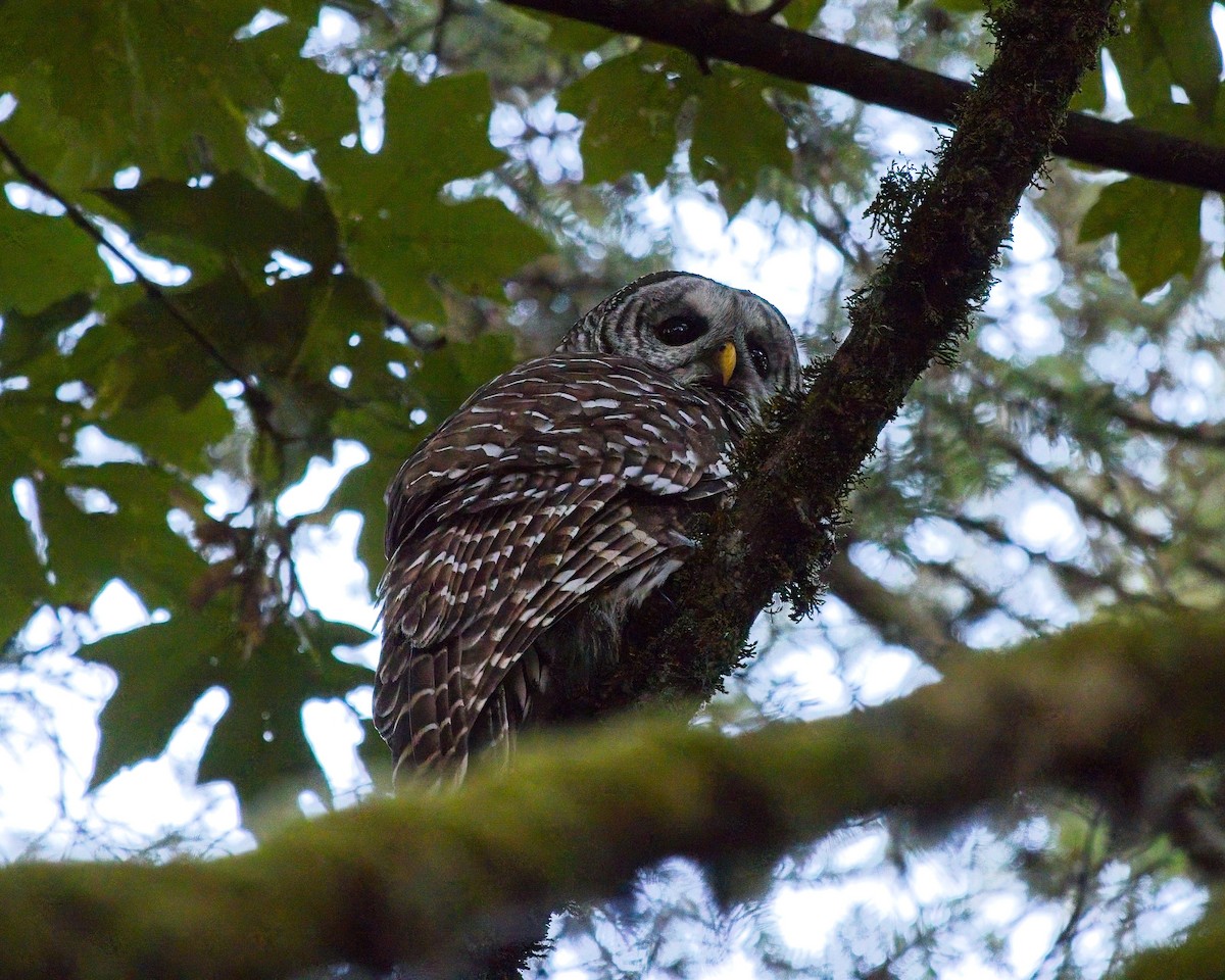 Barred Owl - ML642168614
