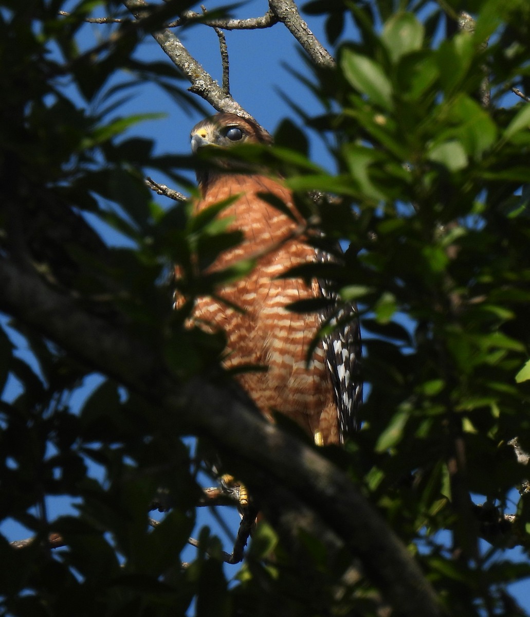 Red-shouldered Hawk - ML642168634