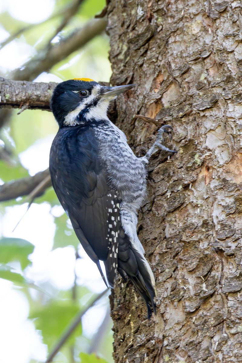 Black-backed Woodpecker - ML642168644