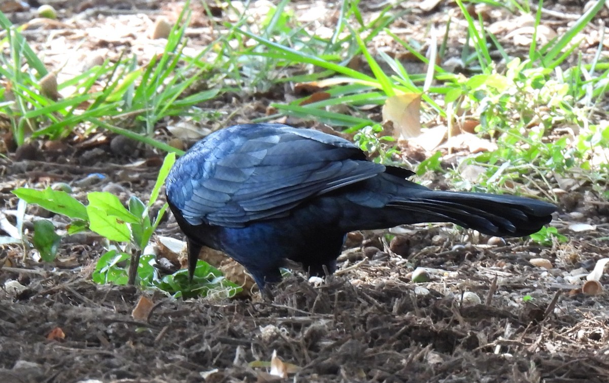 Great-tailed Grackle - ML642168645
