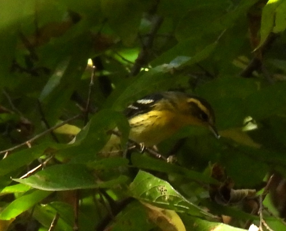 Blackburnian Warbler - ML642168651